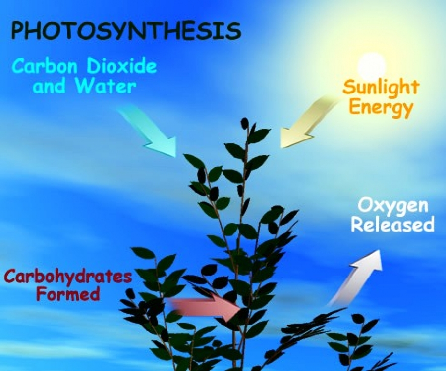 Photosynthesis Science Fair Projects And Experiments