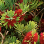 Plant Of The Month Bottlebrush Callistemon CV Water Counts