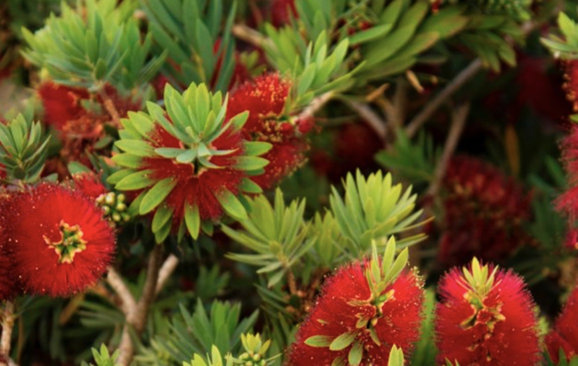 Plant Of The Month Bottlebrush Callistemon CV Water Counts