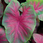 Plant Palette Caladiums Garden Design