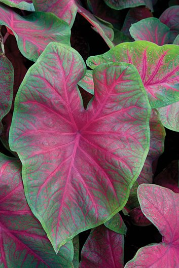 Plant Palette Caladiums Garden Design