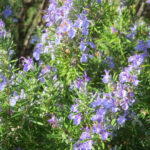 Rosmarinus O cinalis Prostratus Dwarf Rosemary Helix Water District