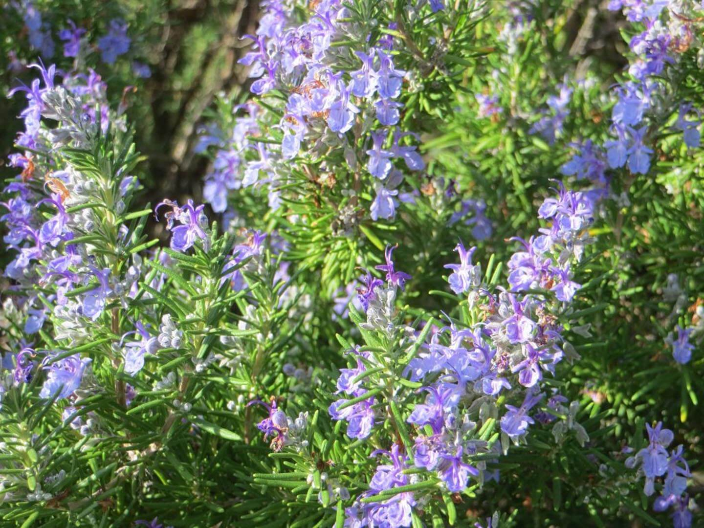 Rosmarinus O cinalis Prostratus Dwarf Rosemary Helix Water District