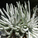 Senecio Scaposus Woolly Senecio World Of Succulents