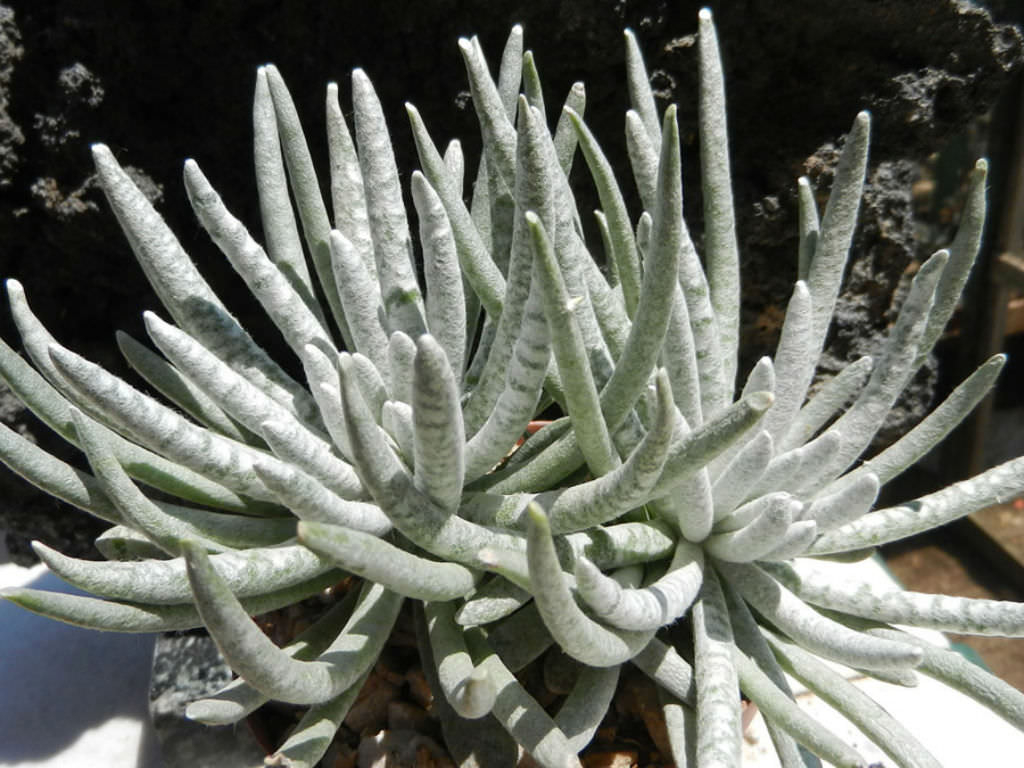 Senecio Scaposus Woolly Senecio World Of Succulents