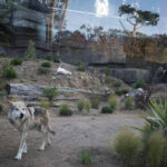 SF Zoo Helps Bring Mexican Gray Wolves Back From The Brink