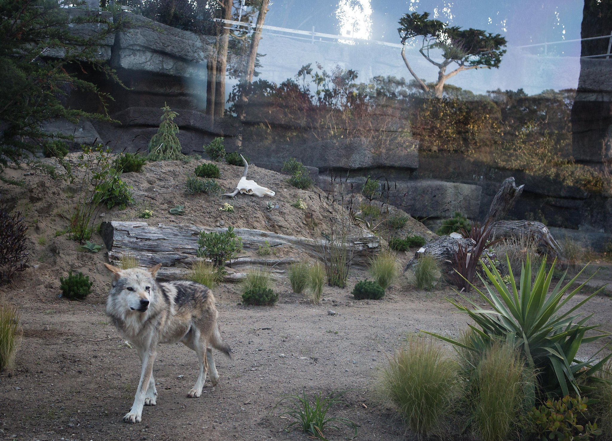 SF Zoo Helps Bring Mexican Gray Wolves Back From The Brink