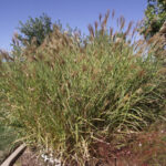 Southern Utah Gardening Perennial Ornamental Grasses The Independent