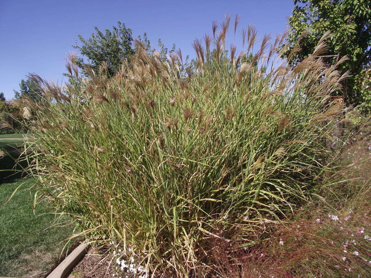 Southern Utah Gardening Perennial Ornamental Grasses The Independent 