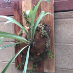 STAGHORN Large Antler Staghorn Fern For Sale In San Diego CA OfferUp