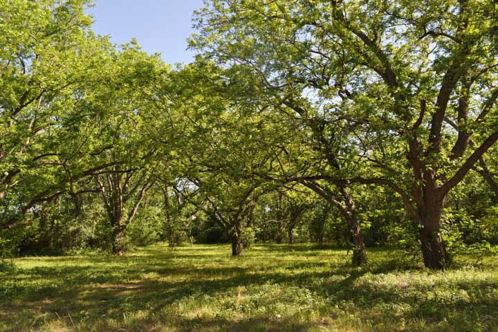 Texas Rainwater Harvesting Rebates And Water Conservation Incentives