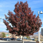 Texas Red Oak Quercus Buckleyi This Evergreen Tree Is A Winner Here In