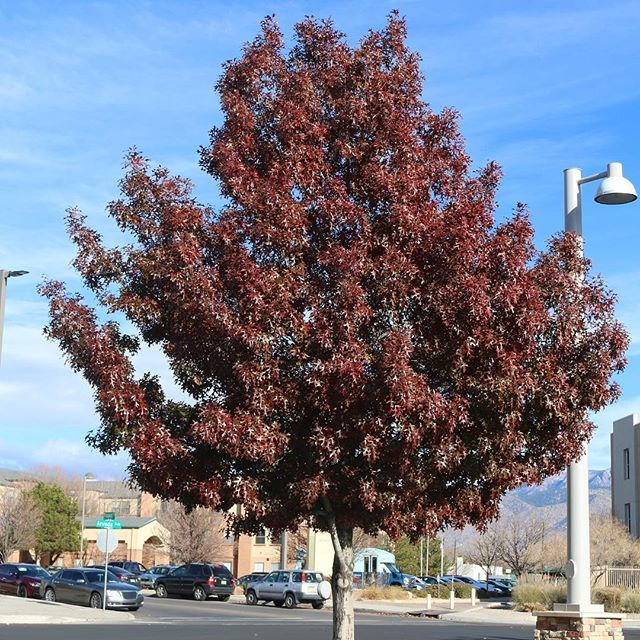 Texas Red Oak Quercus Buckleyi This Evergreen Tree Is A Winner Here In 