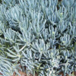 The 2 Minute Gardener Photo Blue Chalk Sticks Senecio Mandraliscae