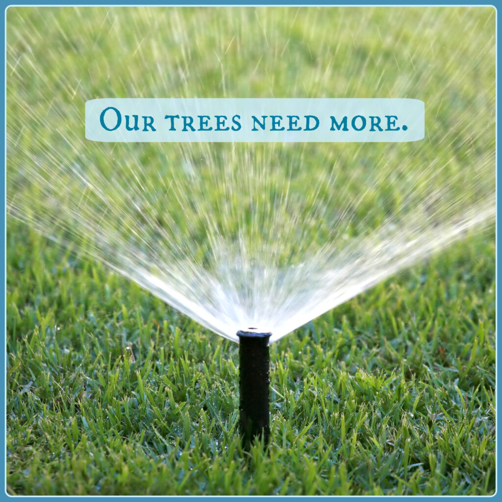 Tips To Save Your Trees During A Drought Water Wise Landscaping 