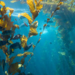 To Save Kelp Forests California Fishermen Team Up With Scientists