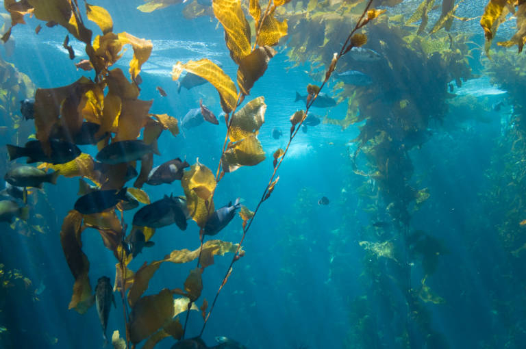 To Save Kelp Forests California Fishermen Team Up With Scientists 