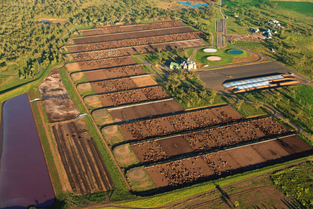 Top 25 Lotfeeders No 14 Wainui Feedlot Beef Central