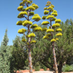 We Don t Plant Certain Trees In Las Vegas Landscaping