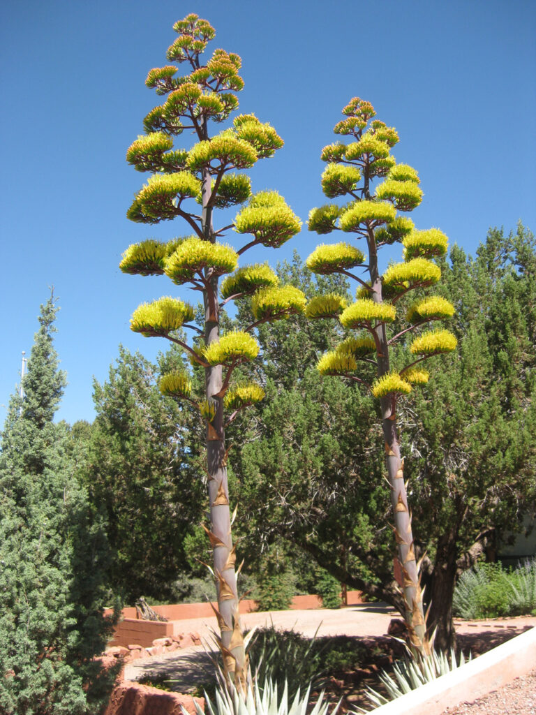 We Don t Plant Certain Trees In Las Vegas Landscaping