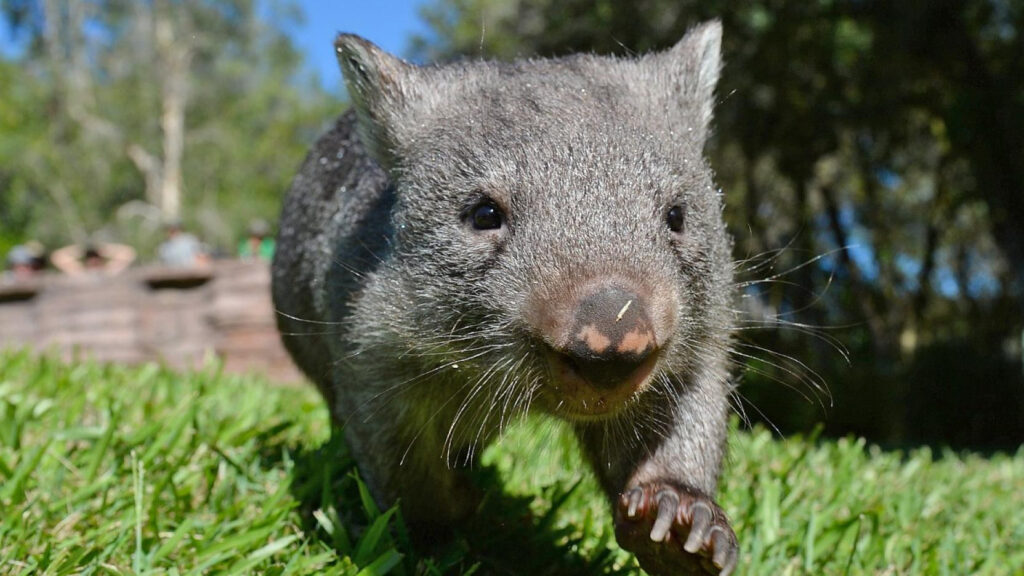 Wombat Mange Monitoring Freycinet National Park Active In Parks