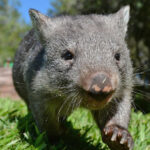 Wombat Mange Monitoring Freycinet National Park Active In Parks