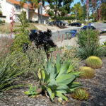 Xeriscape Plants San Diego Water Wise Landscape Gardening California