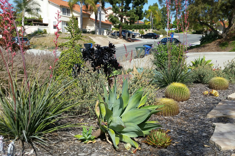 Xeriscape Plants San Diego Water Wise Landscape Gardening California