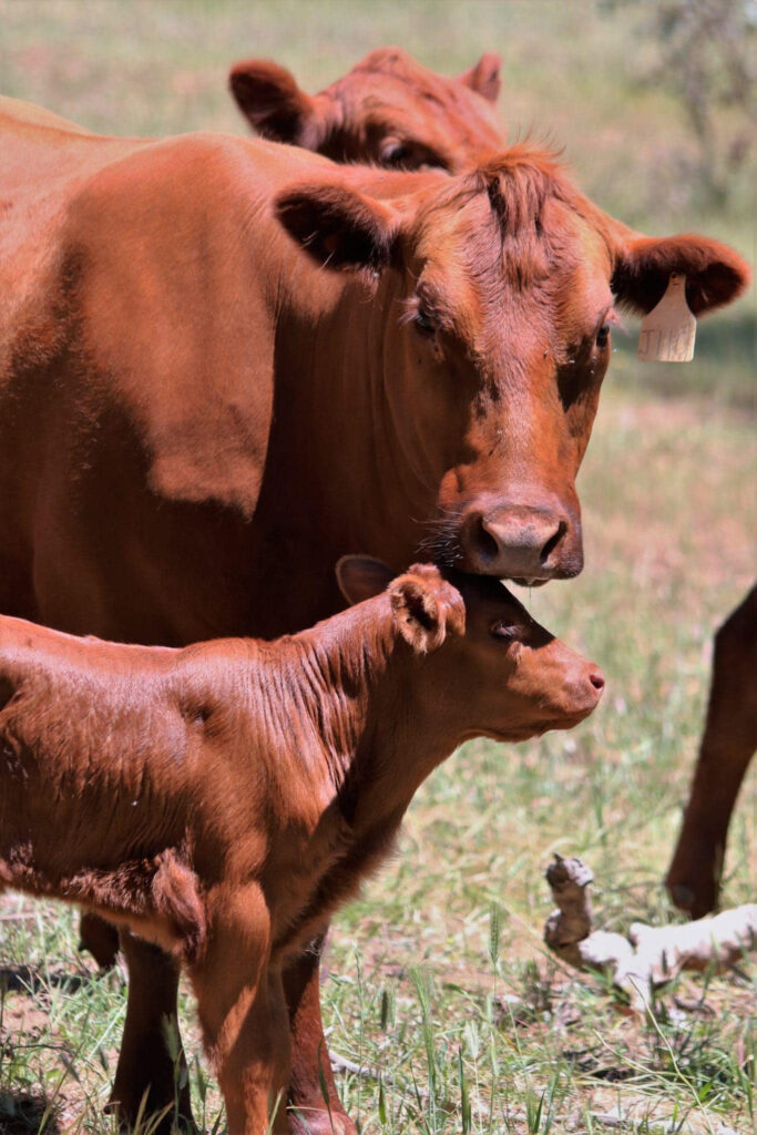 On Farm Water Infrastructure Rebate Scheme Round 3 NOW OPEN AG 