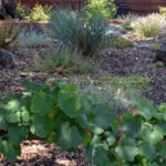 Valley Water Landscape Rebate Program