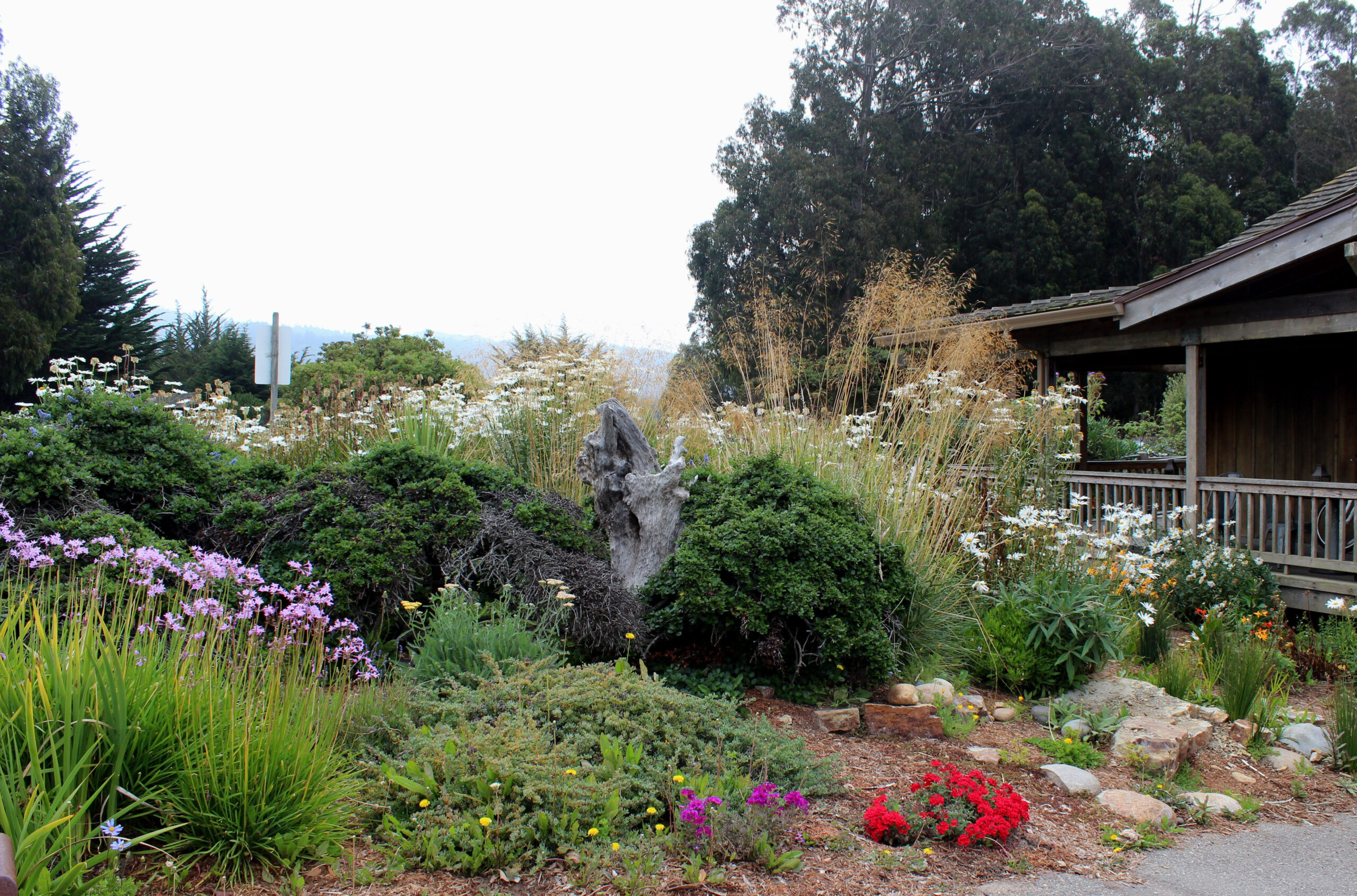 Water wise Garden In Pescadero California Water Wise Landscaping 