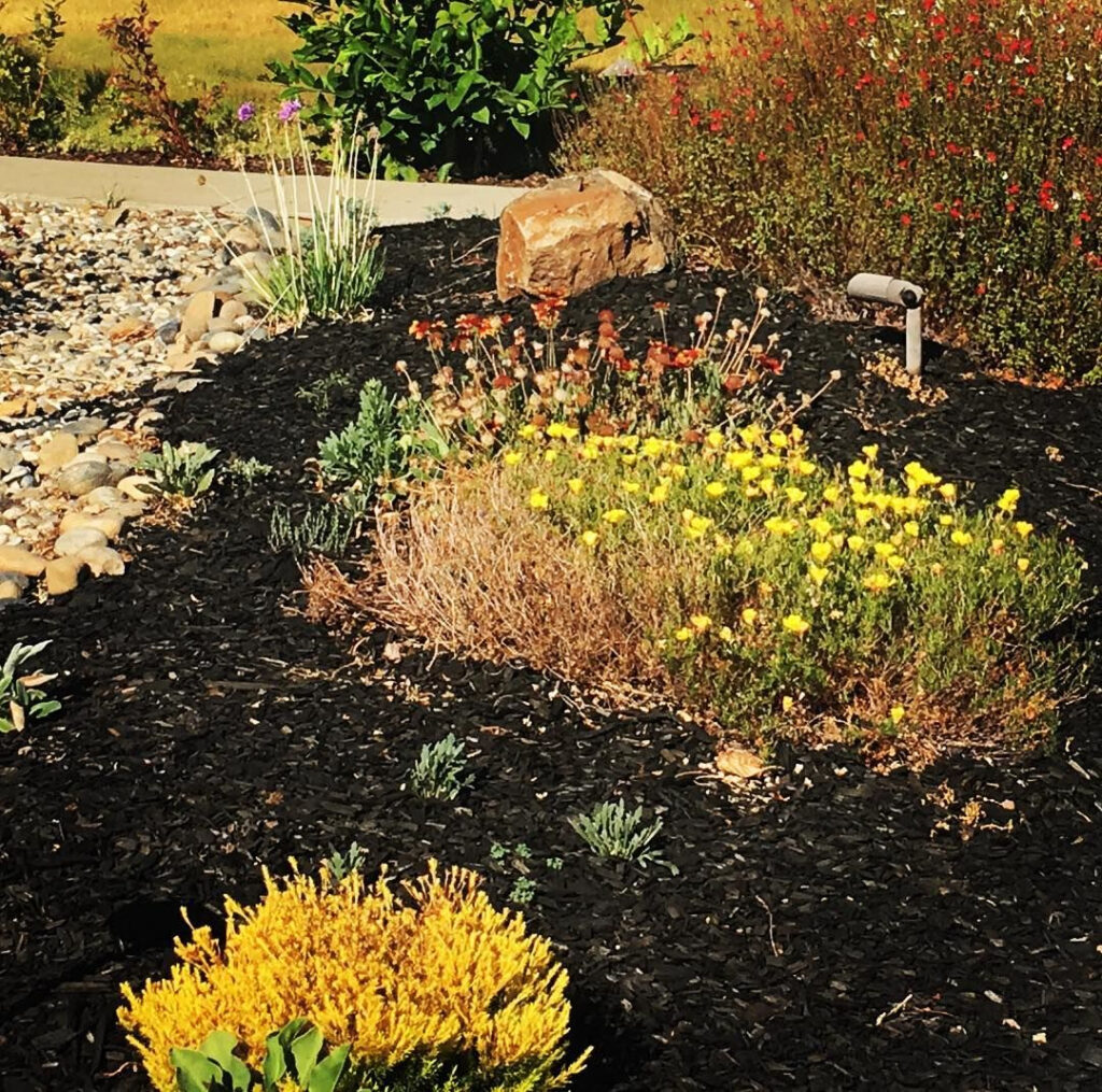 Drought Tolerant Landscape A Garden That Participated In Santa Clara