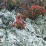 Dudleya Caespitosa Coast Dudleya Plants Coast Plant List