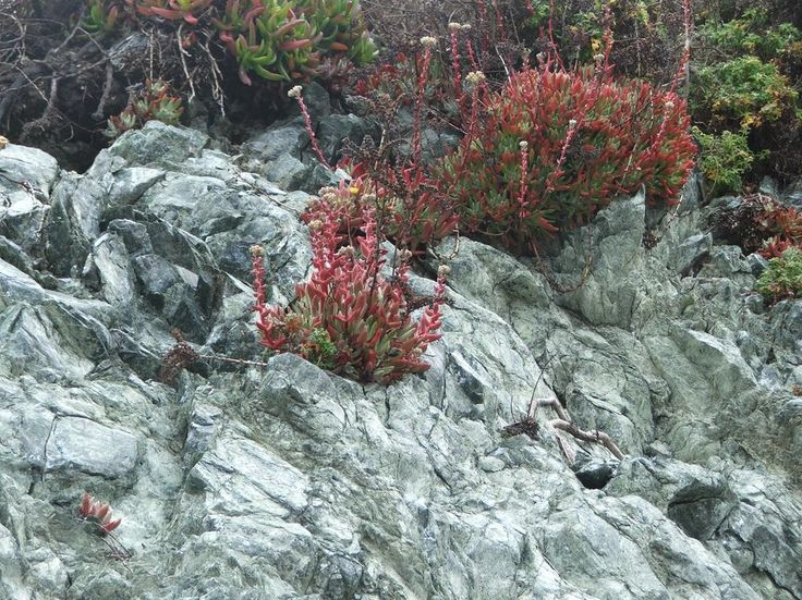 Dudleya Caespitosa Coast Dudleya Plants Coast Plant List