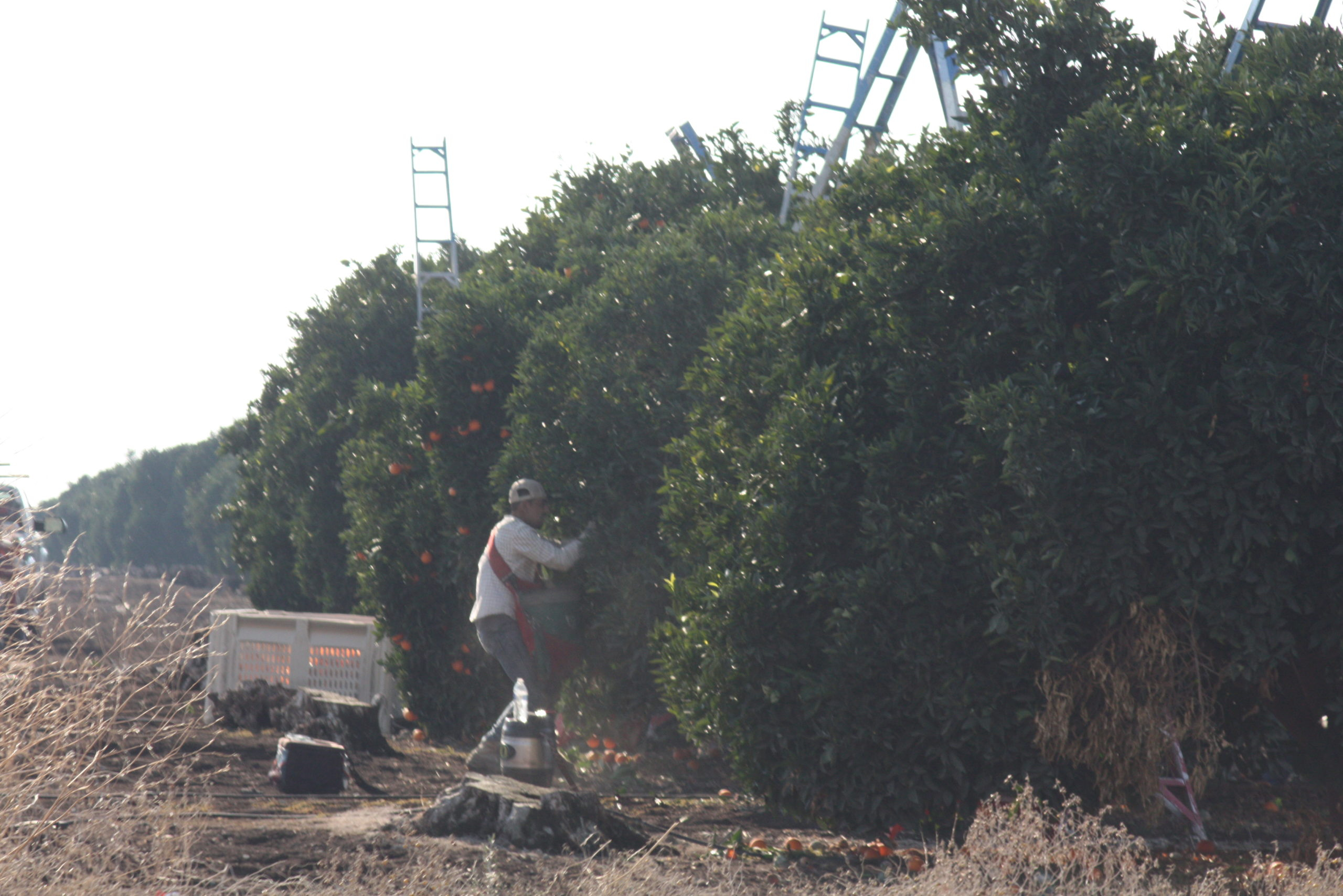 Fresno Irrigation District August 11 2022 Water Wrights