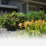 Lawn To Garden Rebate Information Contra Costa Water District CA