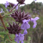 Salvia Brandegeei Santa Rosa Island Sage Santa Clara Valley Water