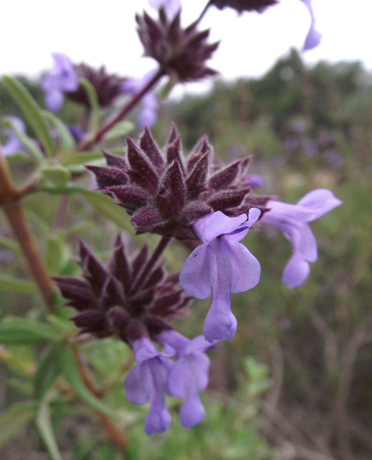 Salvia Brandegeei Santa Rosa Island Sage Santa Clara Valley Water 