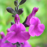 Salvia Muelleri Royal Purple Autumn Sage Santa Clara Valley Water