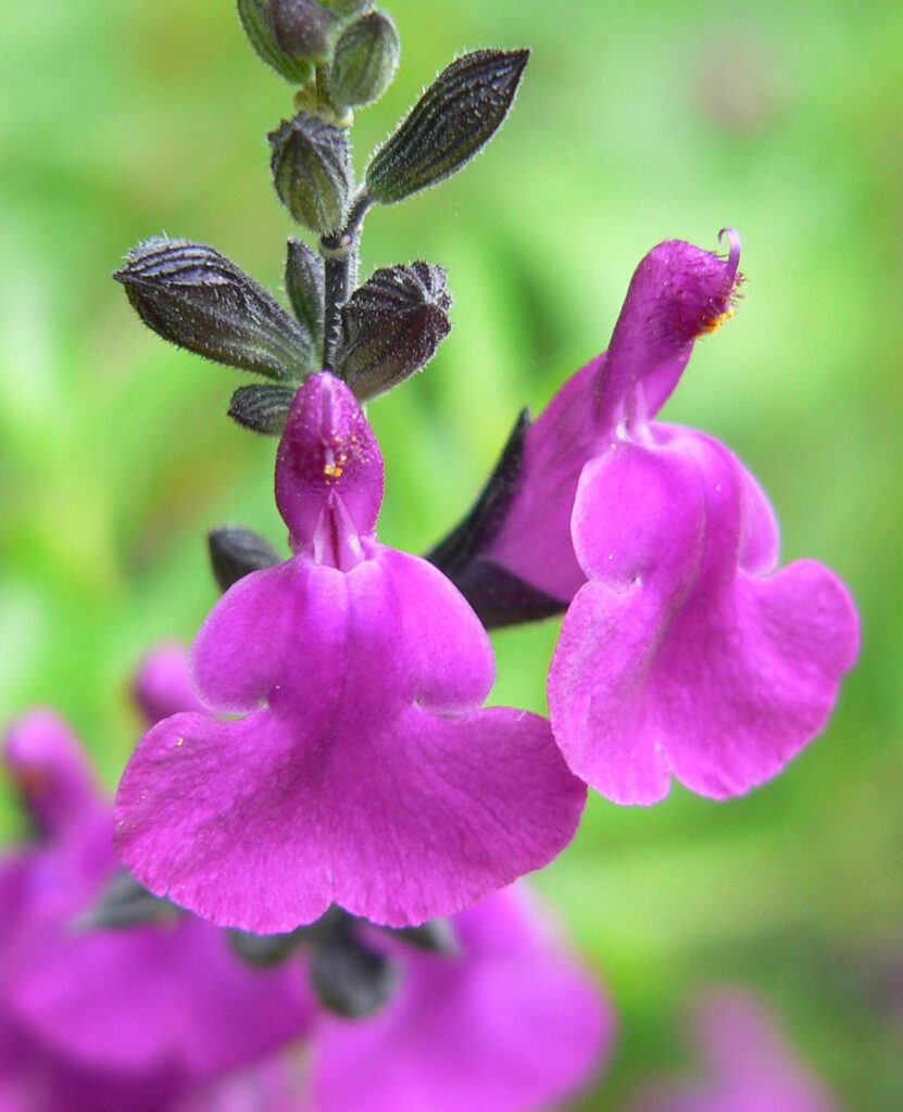 Salvia Muelleri Royal Purple Autumn Sage Santa Clara Valley Water