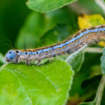 The April Caterpillars Are Coming Garden Style San Antonio