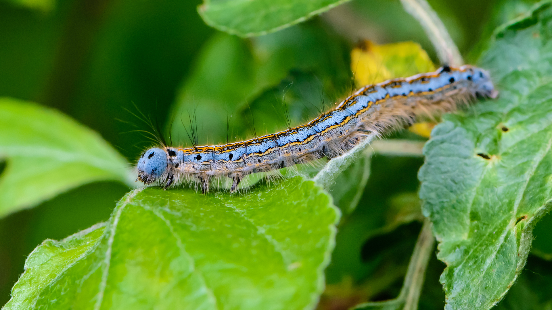 The April Caterpillars Are Coming Garden Style San Antonio