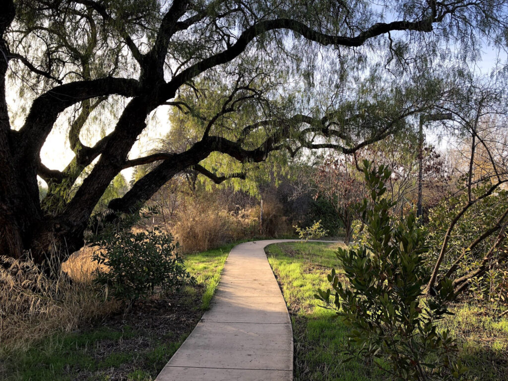 Valley Water Headquarters Fall Winter Spring Urban Birding In San 