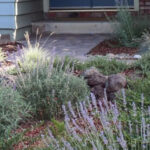 Valley Water Landscape Rebate Program