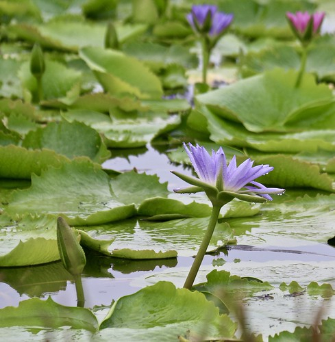 Water Lilies La Brea Pitch Lake Trinidad La Brea Blue Wa Flickr