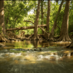 Water Quality Warning For Cibolo Nature Center Creek WOAI